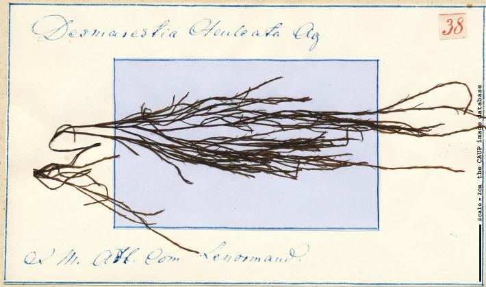 Desmarestia aculeata _38.jpg